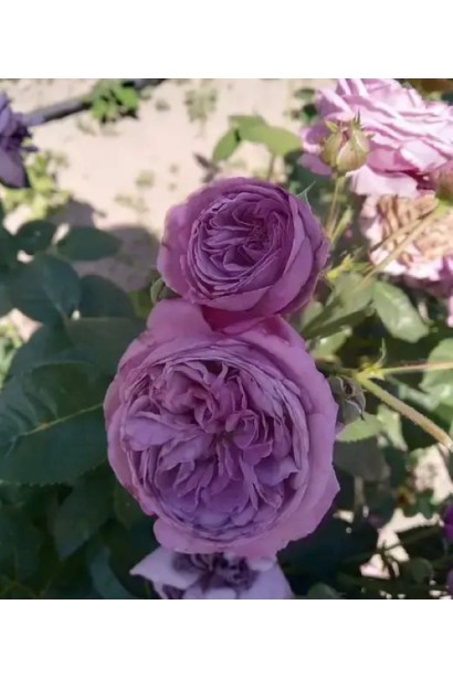 Троянда темно-бузкова Тоффі